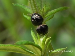 Coptosoma bifarium