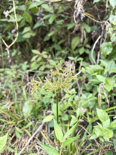 Cyperus diffusus, photograph 6