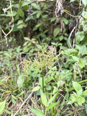 Cyperus diffusus, photograph (c) 張家瑜, some rights reserved (CC BY)