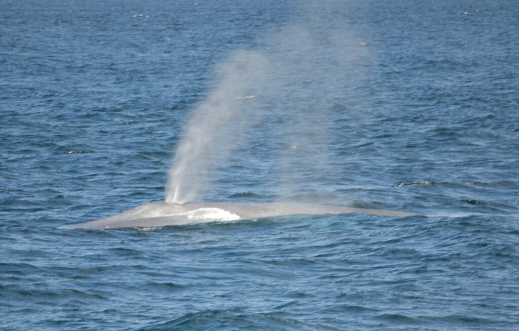 Pygmy blue whale spouting at the surface off New Zealand