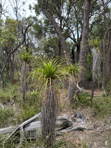 Pineapple Bush (Dasypogon hookeri)