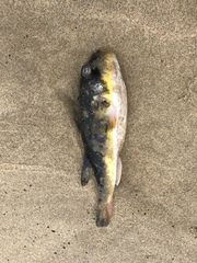 Amblyrhynchote honckenii