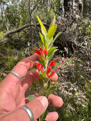 Hairy Jugflower (Adenanthos barbiger)