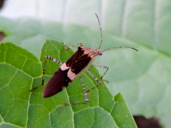 Hypselonotus lineatus