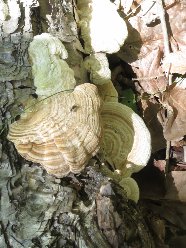 Trametes betulina · September 2019 · photo: © repta (iNaturalist, cc-by)