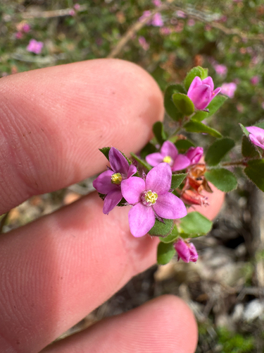 Boronia crenulata, photograph 6