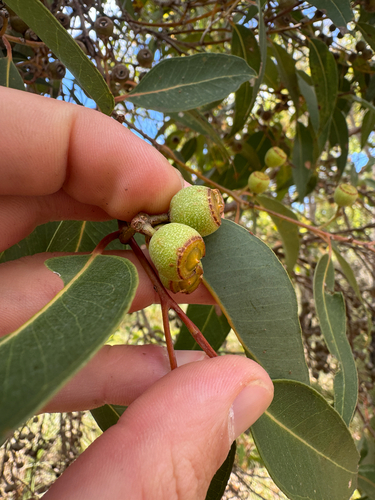 Jarrah (Eucalyptus marginata)