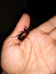 Oryctomorphus bimaculatus