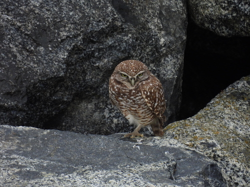 View observation of {o.common_name} on iNaturalist