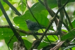 Myrmotherula menetriesii