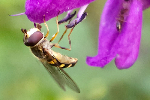 Unknown species found near Union Park, St Paul, MN, USA