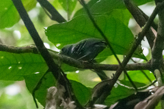 Myrmotherula menetriesii