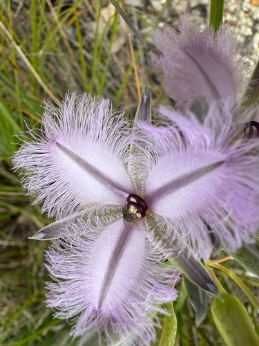Many-flowered Fringe Lily (Thysanotus multiflorus)
