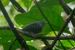 Myrmotherula menetriesii