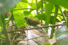 Pheugopedius coraya