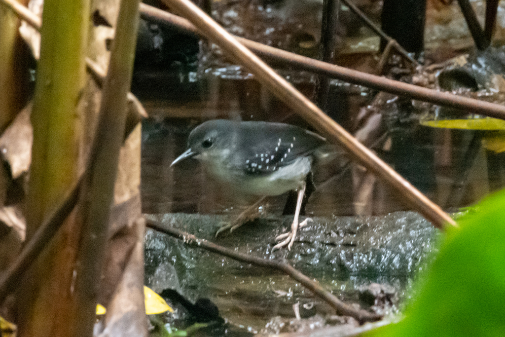 Silvered Antbird