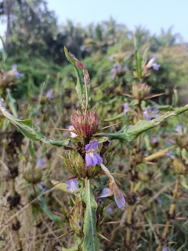Hygrophila auriculata, photograph 4