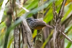 Hypocnemis peruviana