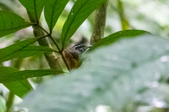 Hypocnemis peruviana