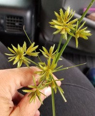 Cyperus oxylepis