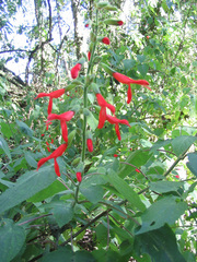 Salvia gesneriiflora