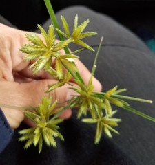 Cyperus oxylepis