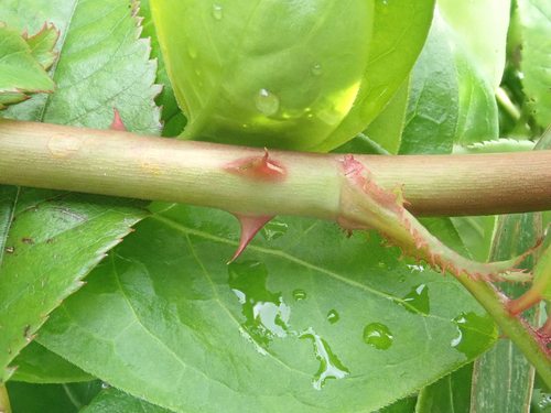 Rosa luciae
