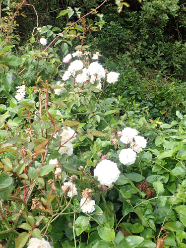 Rosa luciae