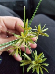 Cyperus oxylepis