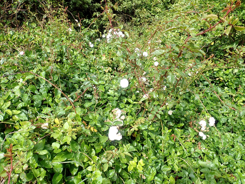 Rosa luciae