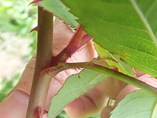 Rosa luciae