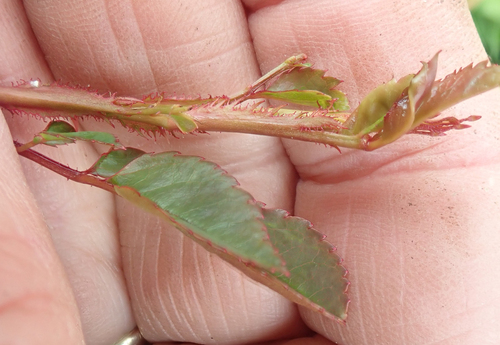 Rosa luciae