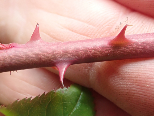 Rosa luciae