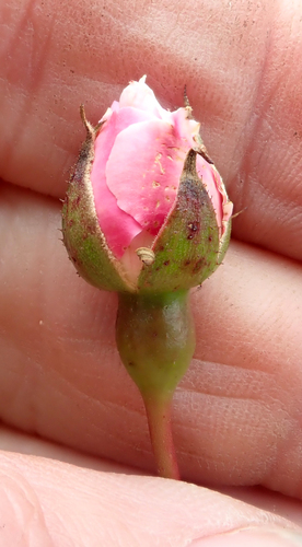 Rosa luciae