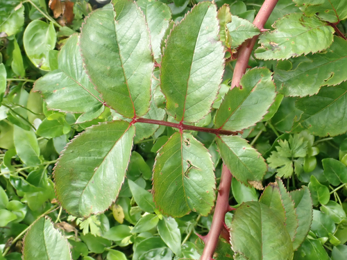 Rosa luciae
