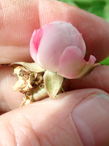 Rosa luciae