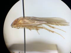 Eremoblatta subdiaphana