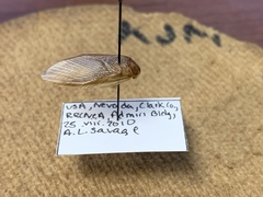 Eremoblatta subdiaphana