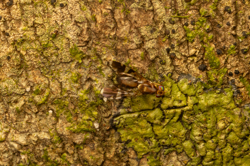 Euphranta linocierae, 2025-12-22