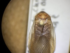 Eremoblatta subdiaphana