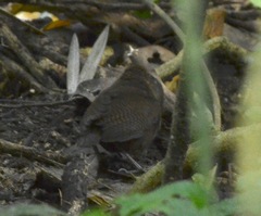 Cyphorhinus phaeocephalus