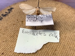 Euchaetes zella
