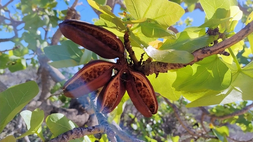 Brachychiton obtusilobus Guymer