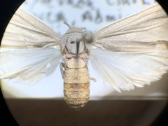 Euchaetes zella