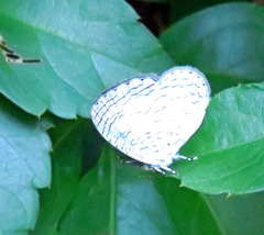 Spalgis lemolea lemolea