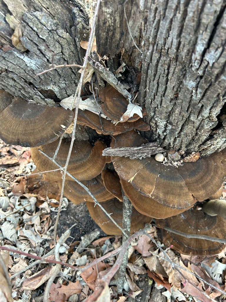 Ischnoderma resinosum · December 2025 · photo: © kefreecomo (iNaturalist, cc-by)