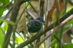 Willisornis poecilinotus