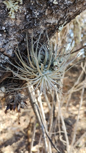 Tillandsia atroviridipetala, photograph 2