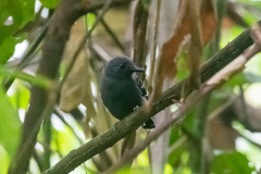 Willisornis poecilinotus