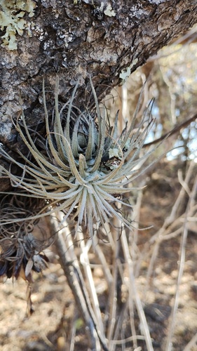 Tillandsia atroviridipetala, photograph 3